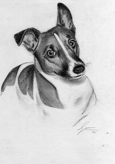 Hundezeichnung Jack Russell Terrier