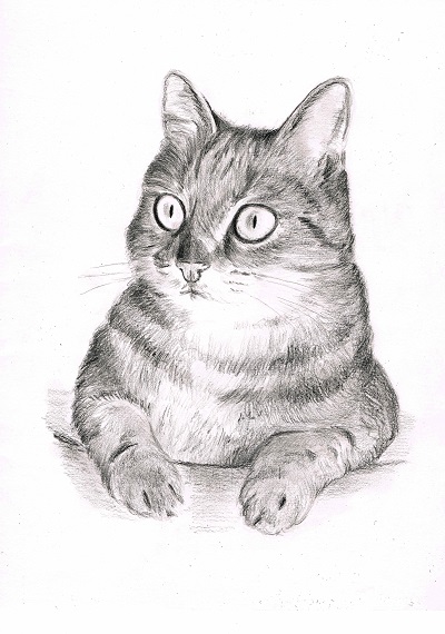 Katzenportrait||Bleistiftzeichnung einer Katze