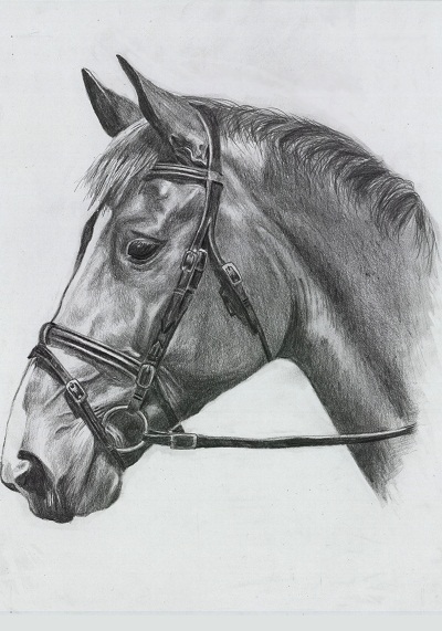 Bleistiftzeichnung eines Pferdes