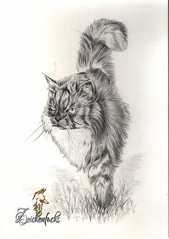 Katzenportrait mit Bleistift gezeichnet