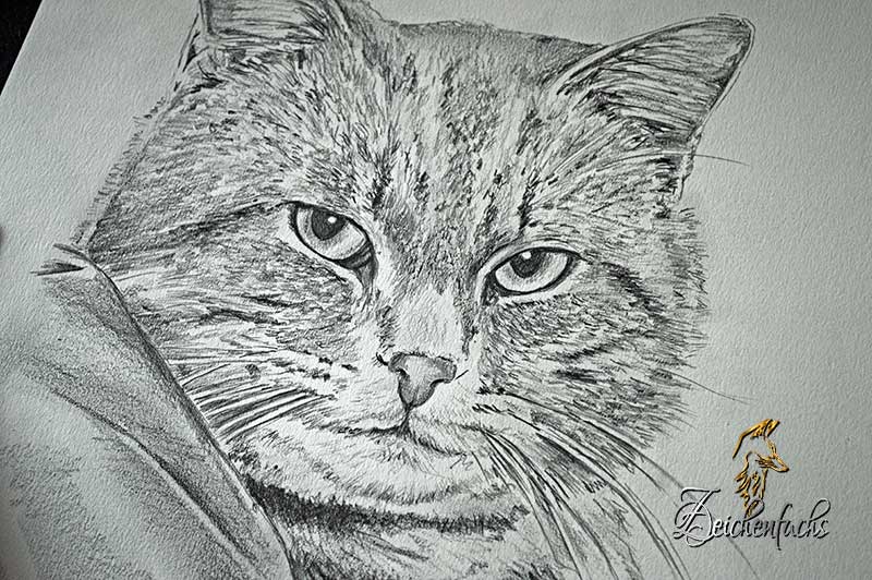 Katzenzeichnung | Katzenportrait | Katze zeichnen lassen