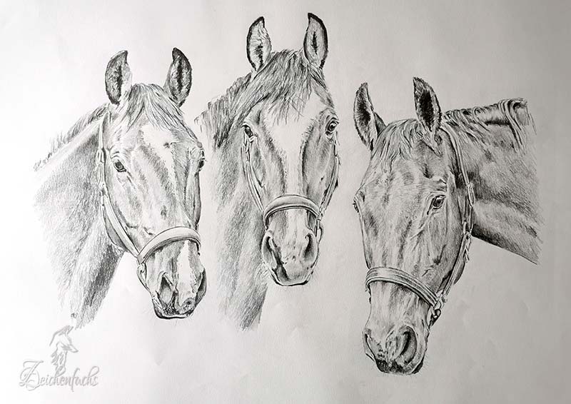 Bleistifzeichnung „Drei Pferde“