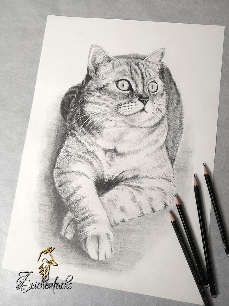 Katzenportrait - Bleistiftzeichnung